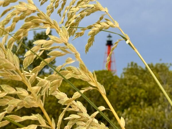 Anclote Key Island Preserve Photos